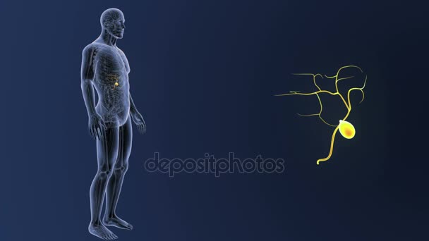 İnsan vücudu anatomisi — Stok video