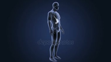 İnsan vücudu anatomisi 