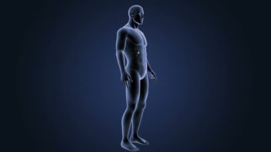 İnsan vücudu anatomisi 