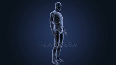 İnsan vücudu anatomisi 