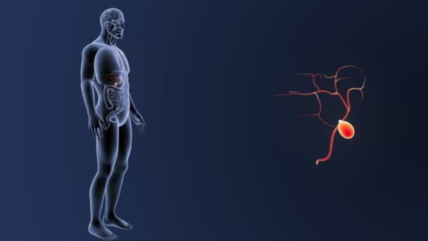 Анатомия человеческого тела — стоковое видео
