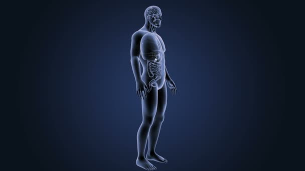 Anatomia do corpo humano — Vídeo de Stock
