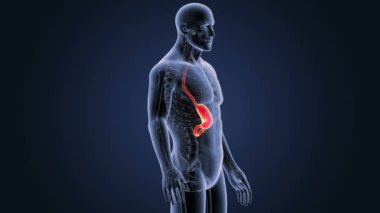 İnsan vücudu anatomisi 