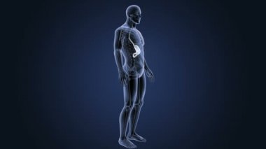 İnsan vücudu anatomisi 