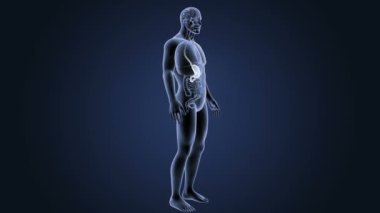 İnsan vücudu anatomisi 