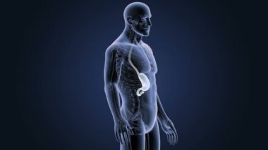 İnsan vücudu anatomisi 
