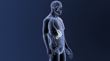 İnsan vücudu anatomisi 