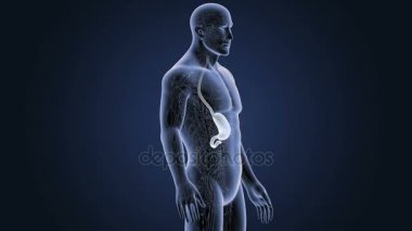 İnsan vücudu anatomisi 