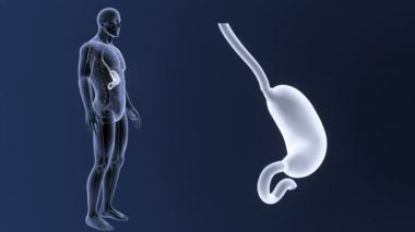 İnsan vücudu anatomisi 