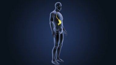 İnsan vücudu anatomisi 