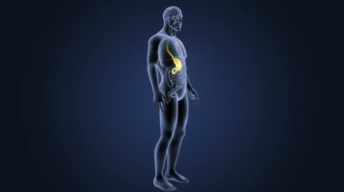 İnsan vücudu anatomisi 