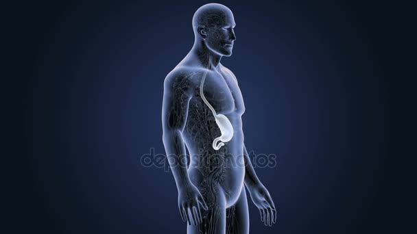 Anatomía del cuerpo humano — Vídeo de stock
