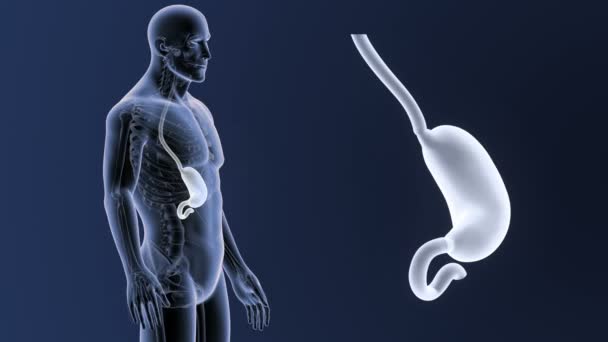 anatomie du corps humain  