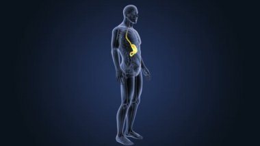 İnsan vücudu anatomisi 