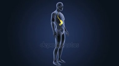 İnsan vücudu anatomisi 