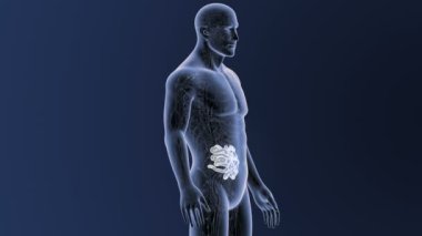 İnsan vücudu anatomisi 