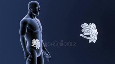 İnsan vücudu anatomisi 