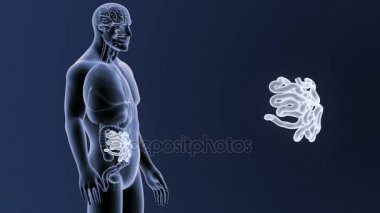 İnsan vücudu anatomisi 