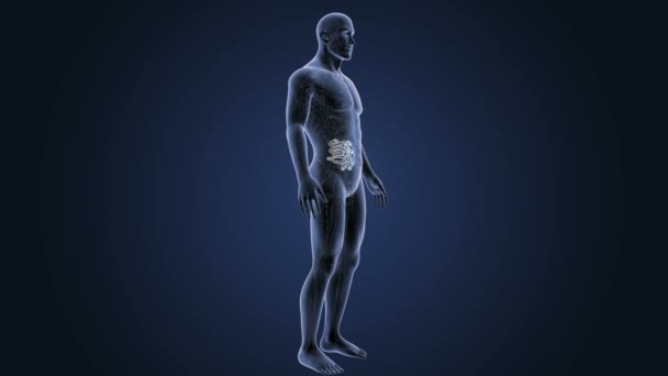 Human body anatomy — Stock Video