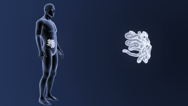 İnsan vücudu anatomisi — Stok video