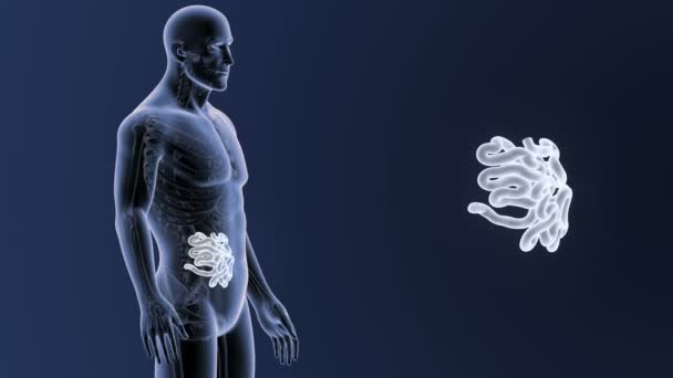 Anatomia do corpo humano — Vídeo de Stock