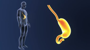 İnsan vücudu anatomisi 