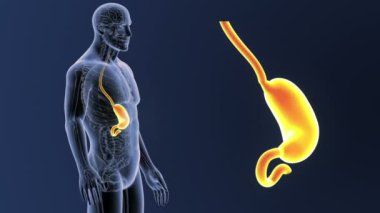 İnsan vücudu anatomisi 