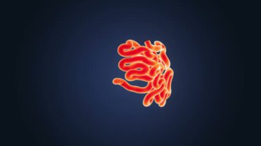 İnsan vücudu anatomisi 