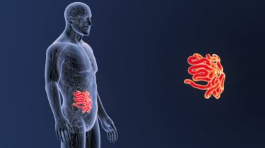 İnsan vücudu anatomisi 
