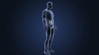 İnsan vücudu anatomisi 