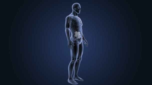 Anatomie des menschlichen Körpers — Stockvideo