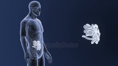 İnsan vücudu anatomisi 