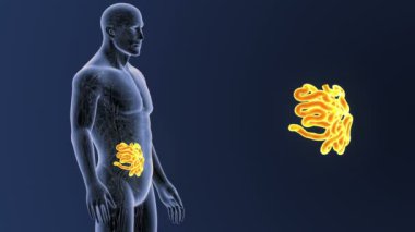 İnsan vücudu anatomisi 