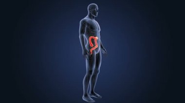 Kalın bağırsak zoom ile anatomi.