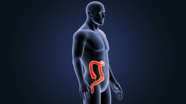 大腸の解剖にズーム — ストック動画