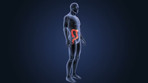 Large intestine zoom with anatomy. — Stock Footage Large Intestine Zoom Anatomy Royalty Free Stock Video
