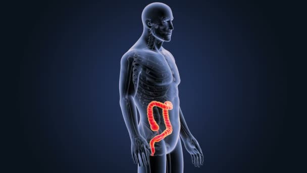 Large intestine zoom with anatomy. — Stock Footage Large Intestine Zoom Anatomy Stock Video