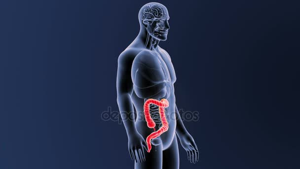 大肠变焦与解剖 — 图库视频影像