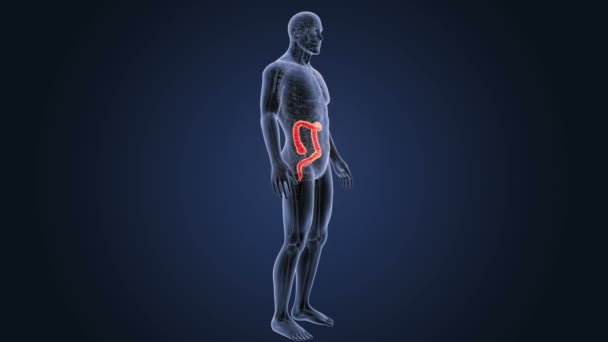Kalın Bağırsak Zoom Ile Anatomi — Stok video