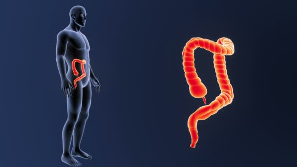 大腸の解剖にズーム — ストック動画