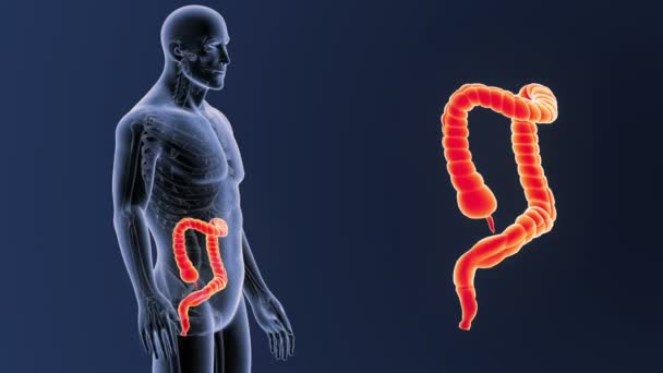 Zoom Sur Gros Intestin Avec Anatomie — Video