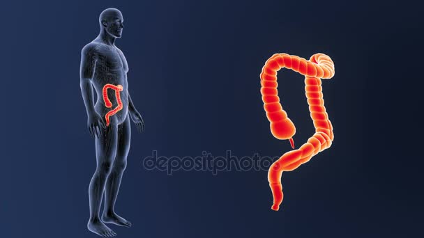 Large intestine zoom with anatomy. — Stock Footage Large Intestine Zoom Anatomy Royalty Free Stock Video