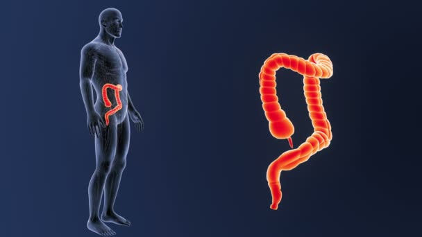 Zoom Intestino Grueso Con Anatomía — Vídeos de Stock