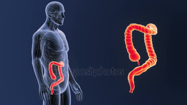 Large intestine zoom with anatomy. — Stock Footage Large Intestine Zoom Anatomy Video Clip