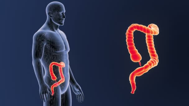 Zoom Sull Intestino Crasso Con Anatomia — Video Stock