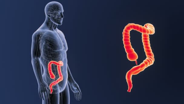 Zoom Intestino Grueso Con Anatomía — Vídeos de Stock