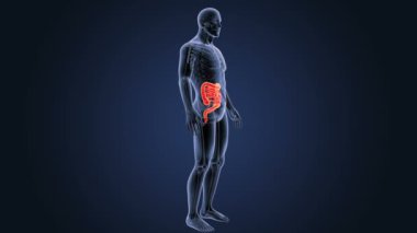 mavi arka plan ile anatomi bağırsak yakınlaştırma