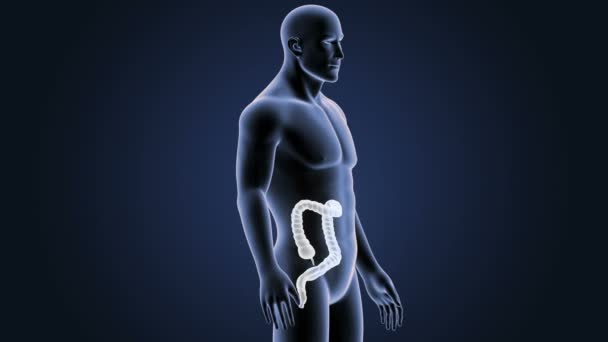 Large intestine zoom with anatomy. — Stock Footage Large Intestine Zoom Anatomy Stock Video
