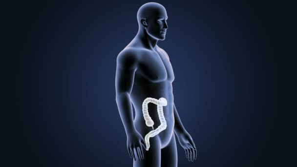 Zoom Sull Intestino Crasso Con Anatomia — Video Stock