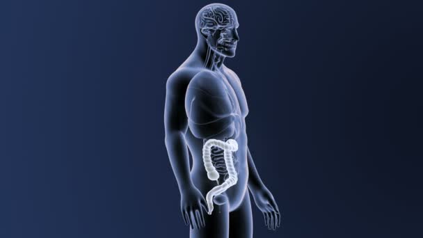 Zoom sur le gros intestin avec anatomie .